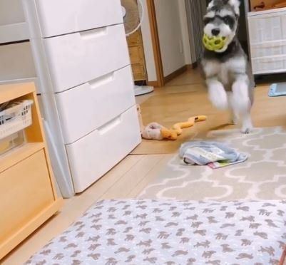 ミニチュアシュナウザー