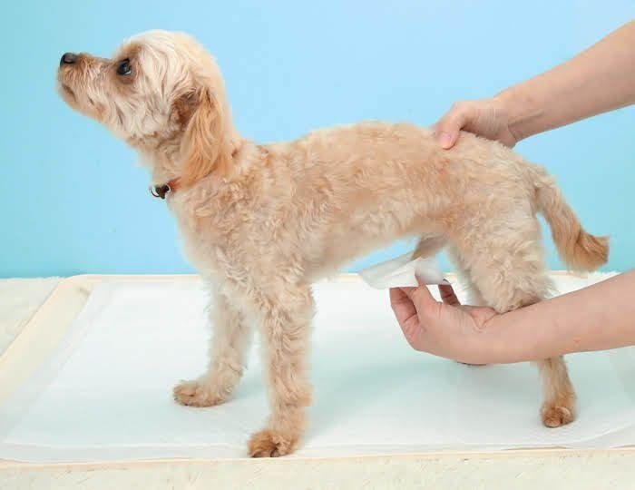 オスの場合の拭き方