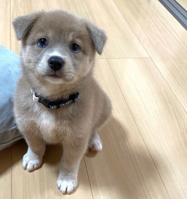 見つめるあさぎちゃん