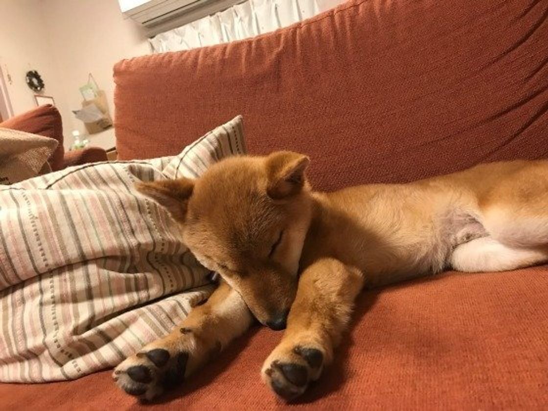 なぜか突っ張る 前足ピーン な犬たちがかわいい いぬのきもちweb Magazine なぜか突っ張る 前足ピーン な犬たちがかわいい いぬのきもちweb Magazine