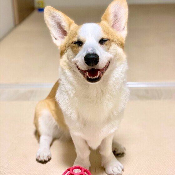 笑顔のウェルシュ・コーギー・ペンブローク