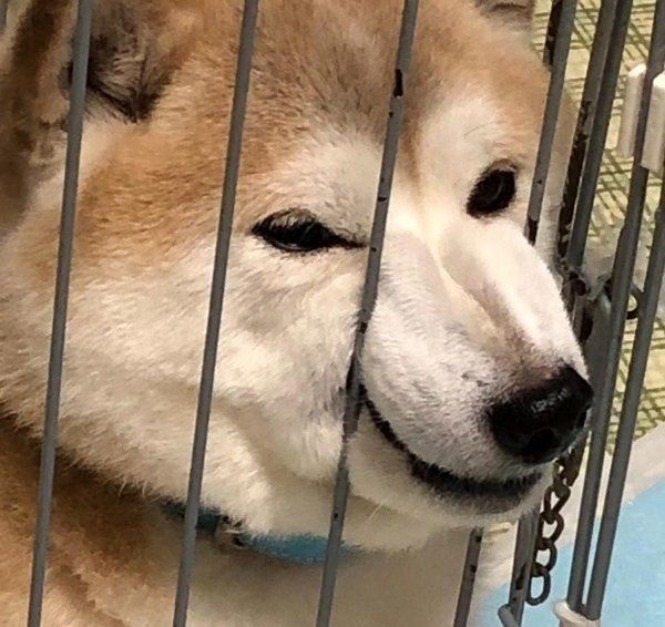 おやつをねだる柴犬