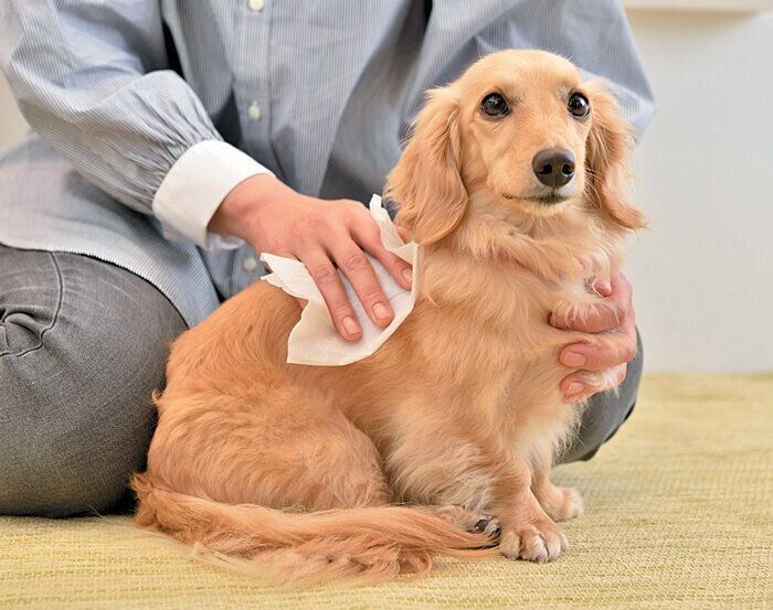 日焼け止めを塗る犬