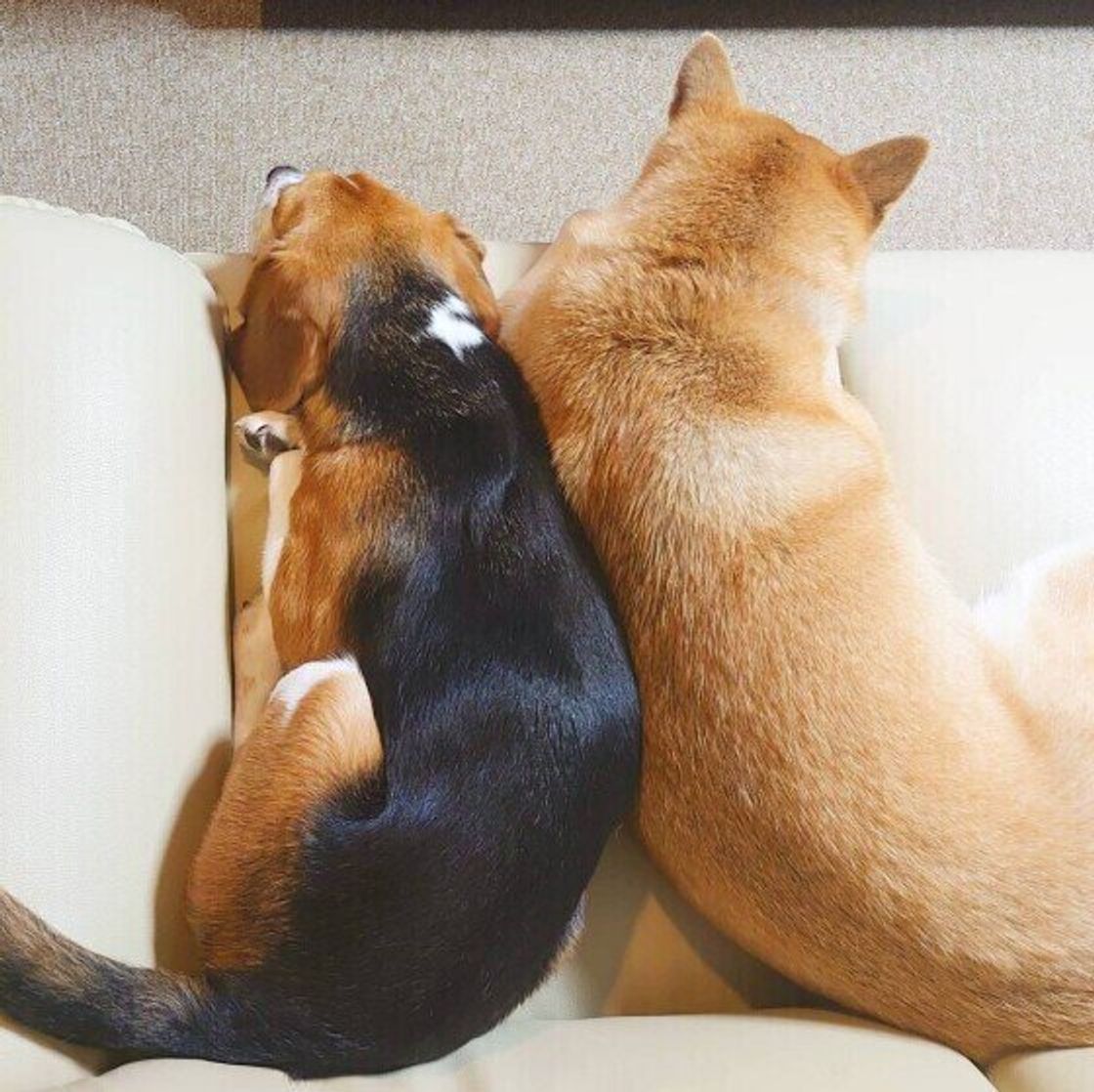 犬同士が仲良く添い寝する理由は 頬がほころぶ可愛い画像も いぬのきもちweb Magazine 犬同士が仲良く添い寝する理由は 頬がほころぶ可愛い画像も いぬのきもちweb Magazine