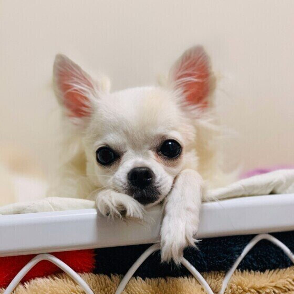 愛犬の肉球が イソギンチャクのようになる のはどうして 老化と角化亢進について獣医師に聞いた いぬのきもちweb Magazine 愛犬の肉球が イソギンチャクのようになる のはどうして 老化と角化亢進について獣医師に聞いた いぬのきもちweb Magazine