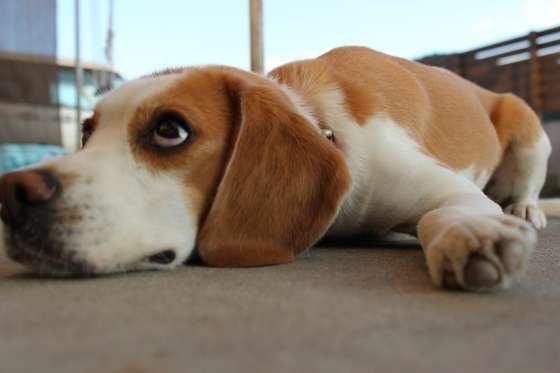 見上げるビーグル