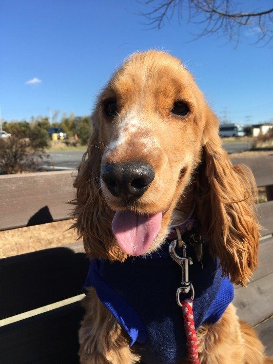 獣医師解説：犬の膵炎が増えたのは生活習慣と獣医療の進化が理由だった