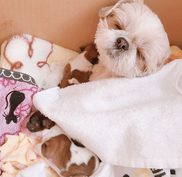 シー・ズーの母子