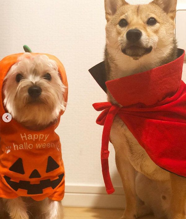 豆柴とヨークシャー・テリア