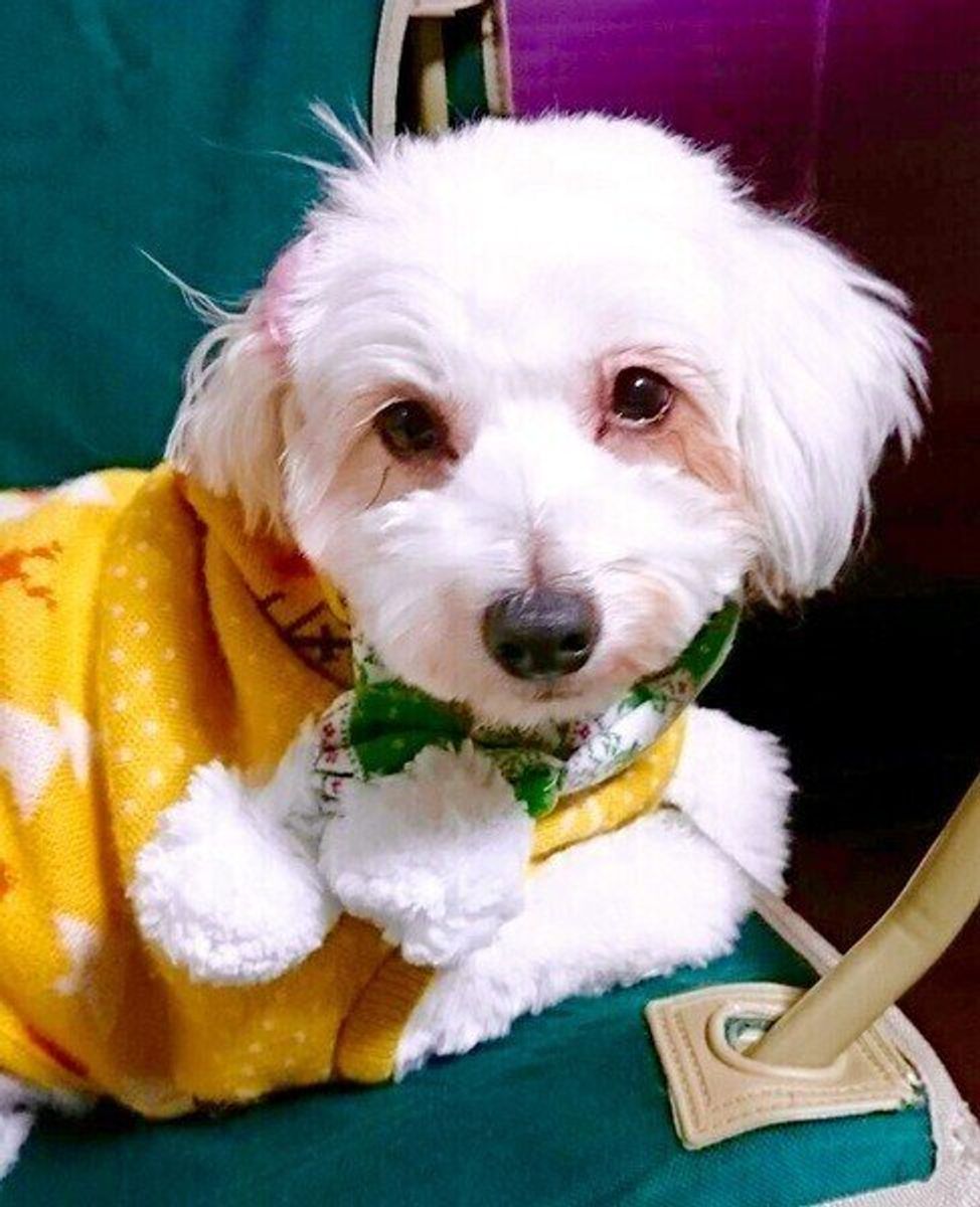 独特な見た目と社交的な性格 チャイニーズ クレステッド ドッグ の特徴とは いぬのきもちweb Magazine 独特な見た目と社交的な性格 チャイニーズ クレステッド ドッグ の特徴とは いぬのきもちweb Magazine