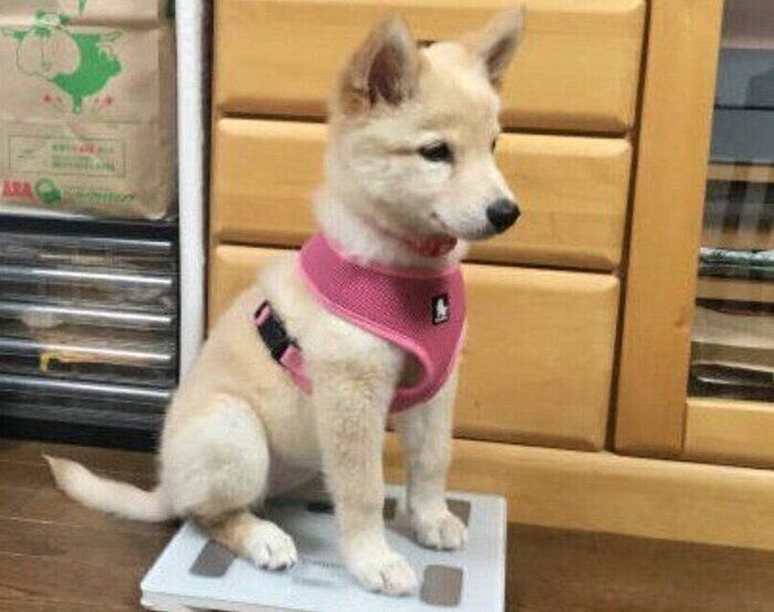 体重計に乗るつるちゃん