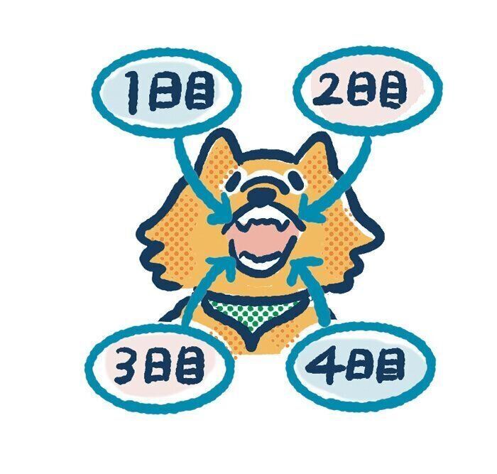 歯磨きの部位分け