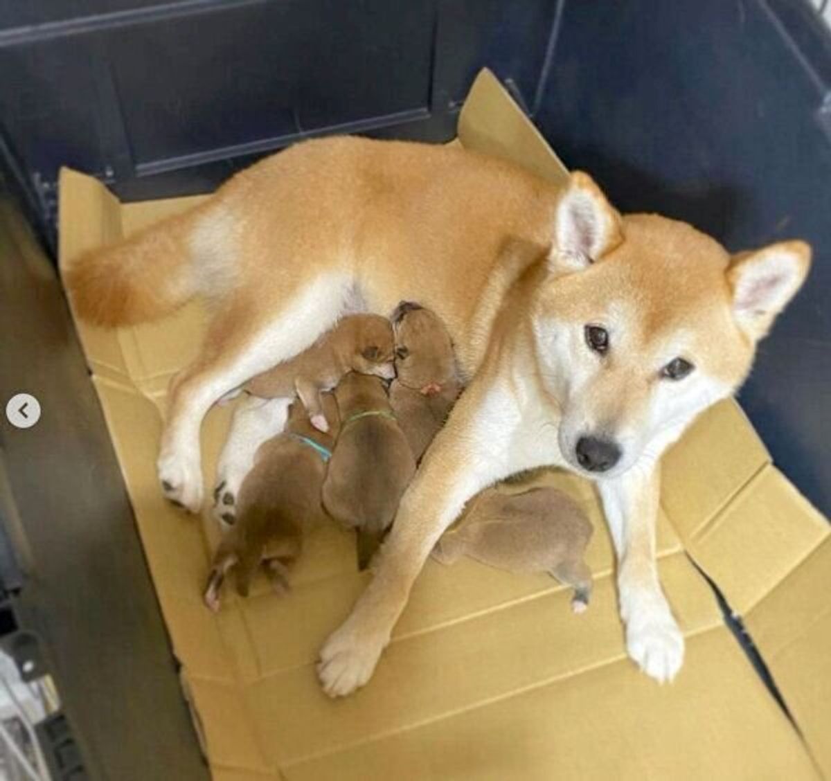 5頭の赤ちゃんを出産 育児に奮闘する母犬と 子犬たちの成長の様子が微笑ましい いぬのきもちweb Magazine 5頭の赤ちゃんを出産 育児に奮闘する母犬と 子犬たちの成長の様子が微笑ましい いぬのきもちweb Magazine