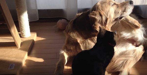 ゴールデン・レトリーバーと猫