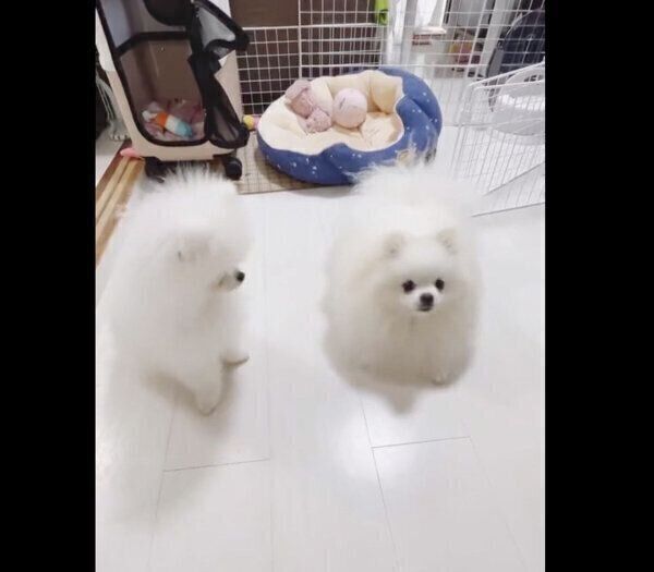 オスワリの練習をするあんにんくんと、できるアピールをするおこめくん