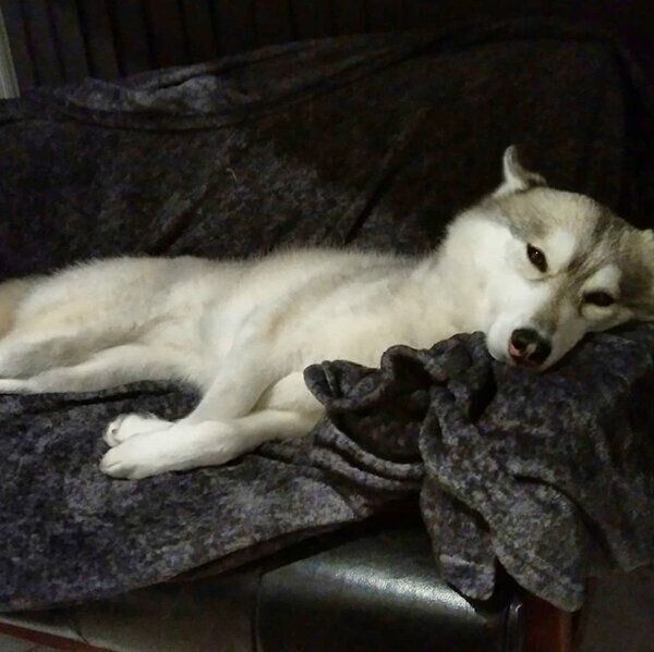 ソファでくつろぐほづみちゃん