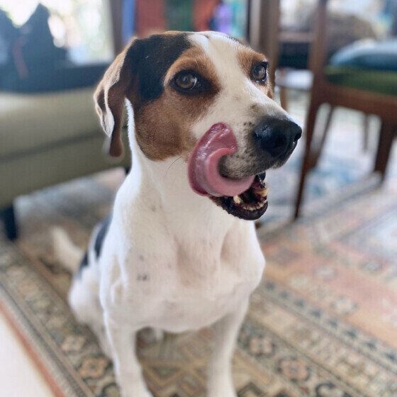 ビーグルの梵旦ちゃん  