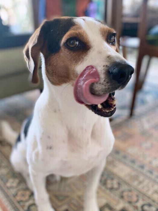 ビーグルの梵旦ちゃん