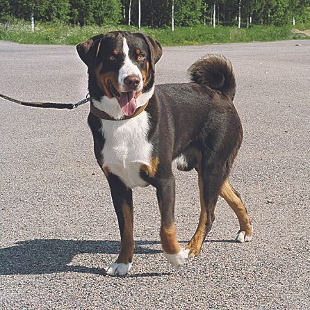 アッペンツェル・キャトル・ドッグ