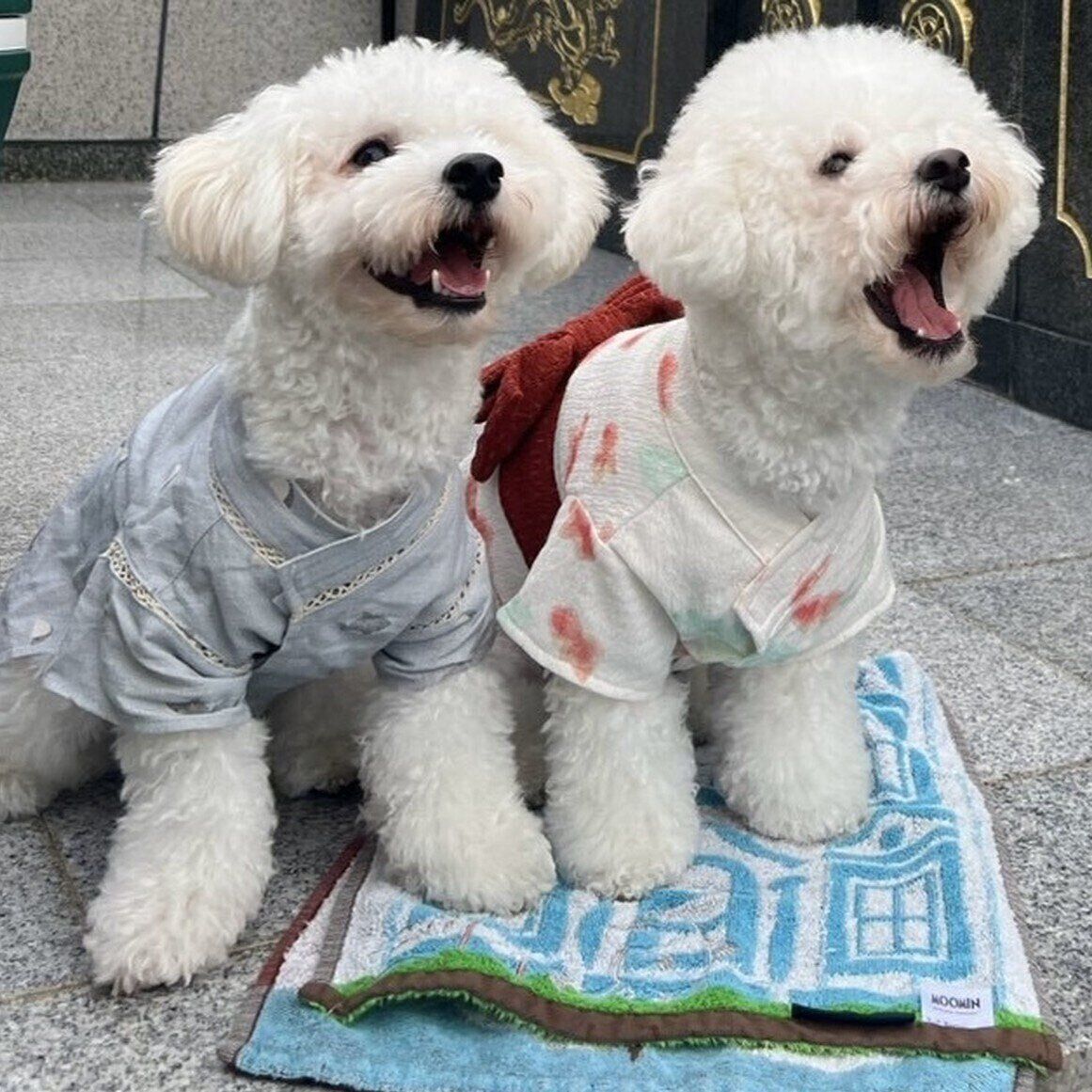 ふだんの様子　とっても楽しそうな愛犬たち