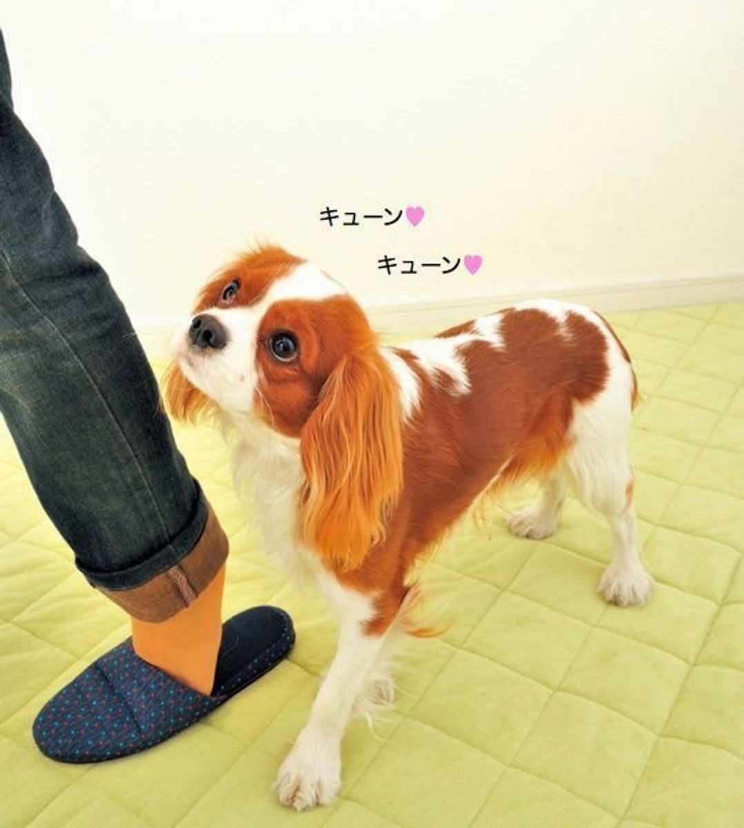 甘えん坊な犬の特徴や犬種って 飼い主さんが好きすぎると問題も いぬのきもちweb Magazine 甘えん坊な犬の特徴や犬種って 飼い主さんが好きすぎると問題も いぬのきもちweb Magazine