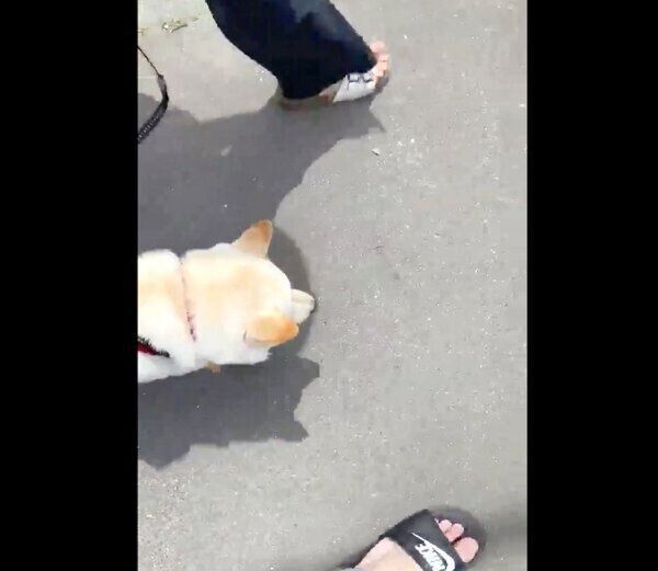 楽しそうにお散歩するはるちゃん