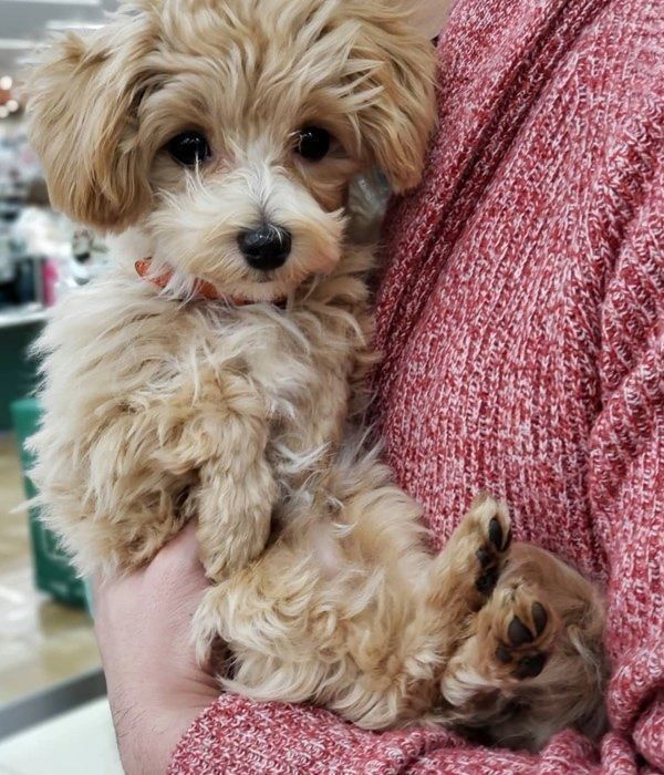 抱っこされるドルちゃん