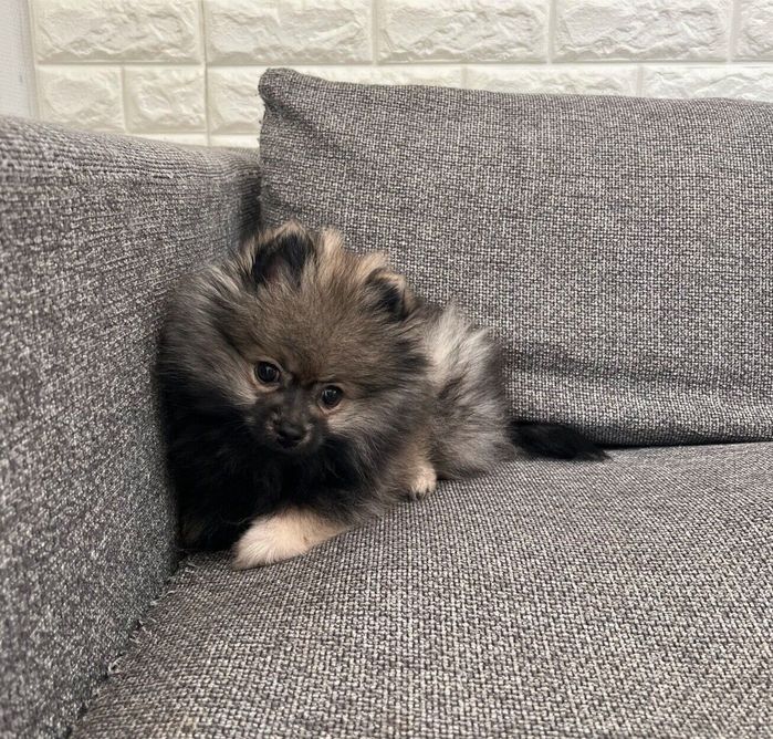 ソファの隅にいるポンちゃん