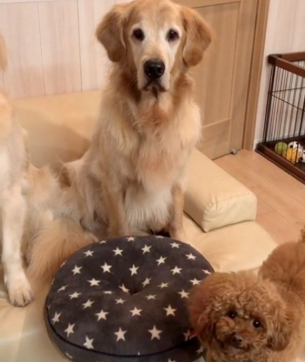 おやつをもらうゴールデン・レトリーバーとトイ・プードル