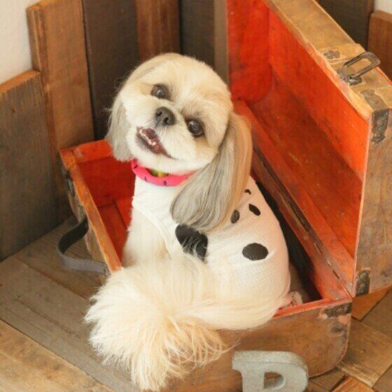 ポチャッコくん（シー・ズー）