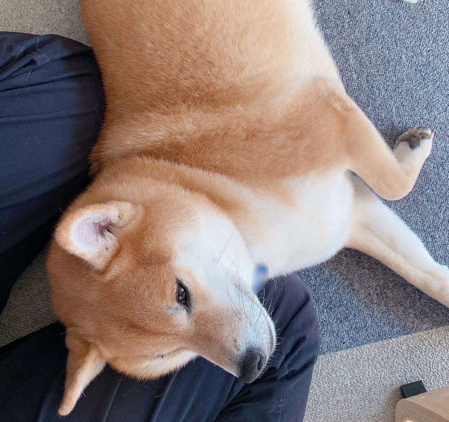 膝枕を堪能するむぎちゃん