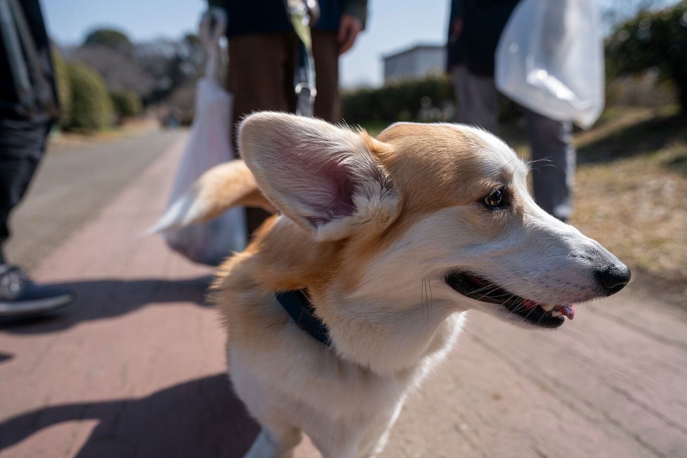 犬と一緒に川をキレイに リバ犬清掃活動 に参加してきました いぬねこボランティア部活動報告 いぬのきもちweb Magazine 犬と一緒に川をキレイに リバ犬清掃活動 に参加してきました いぬねこボランティア部活動報告 いぬのきもちweb Magazine