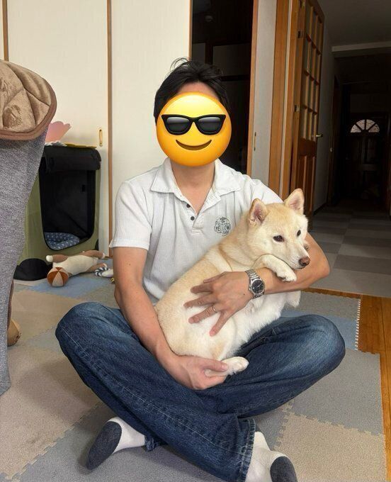 5才4カ月の柴犬