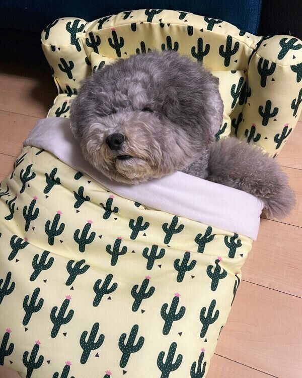 ベッドを使いこなす、れあるくん