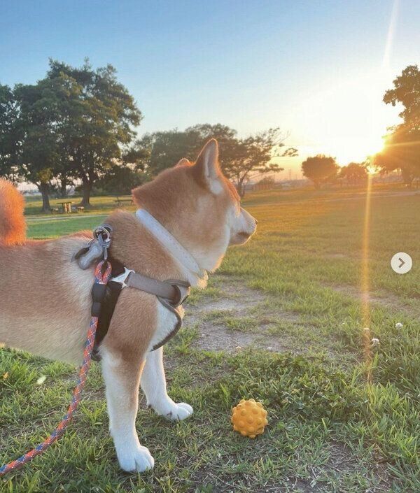 お散歩を楽しむしらすくん