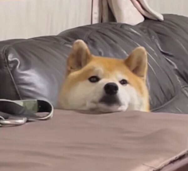 ごはん中の飼い主さんたちを見つめる福丸くん