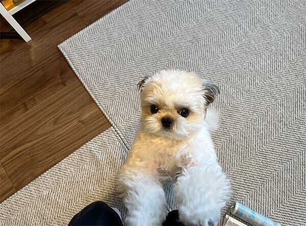 飼い主さんの膝に乗りたい、たむたむくん