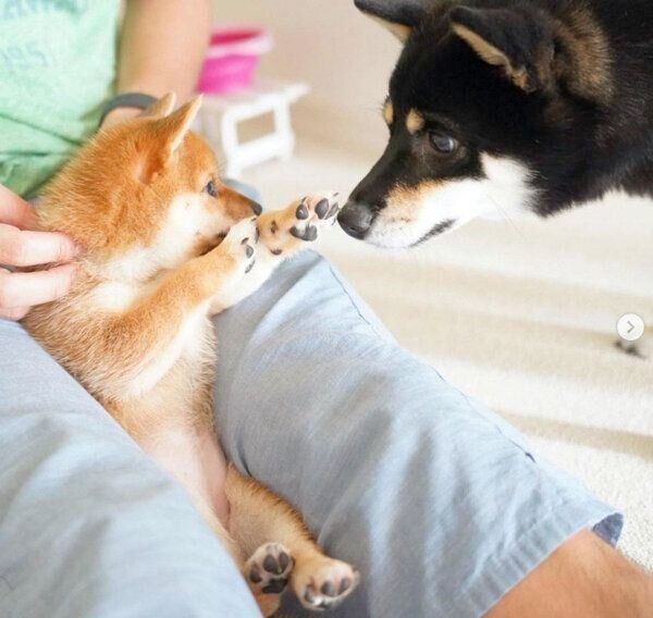 見つめ合うあさちゃん、のんちゃん