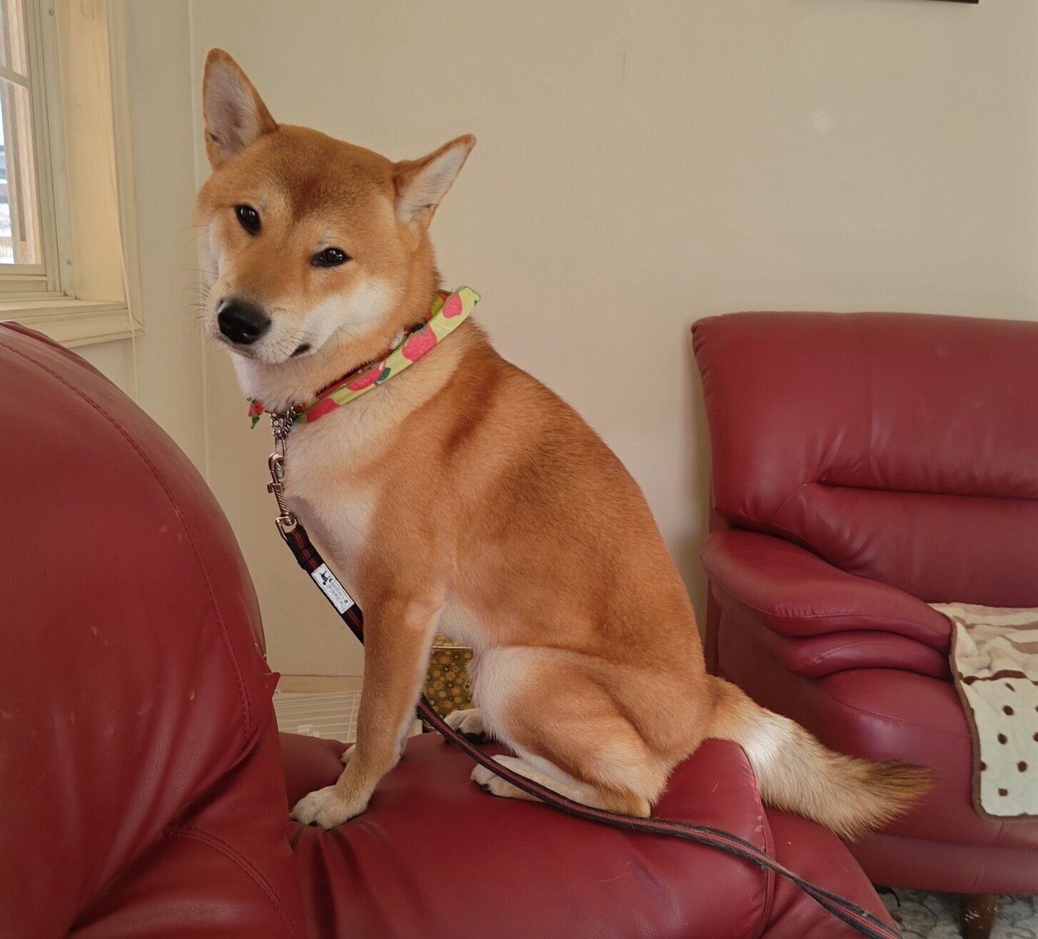 ソファに乗るらんたろうくん