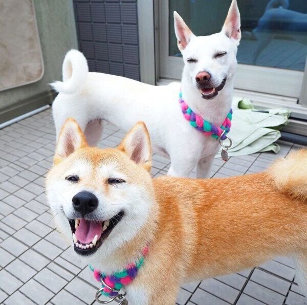 天使の段ボール時代 からは想像できない 柴犬の成長ビフォーアフターにギャップ萌え いぬのきもちweb Magazine