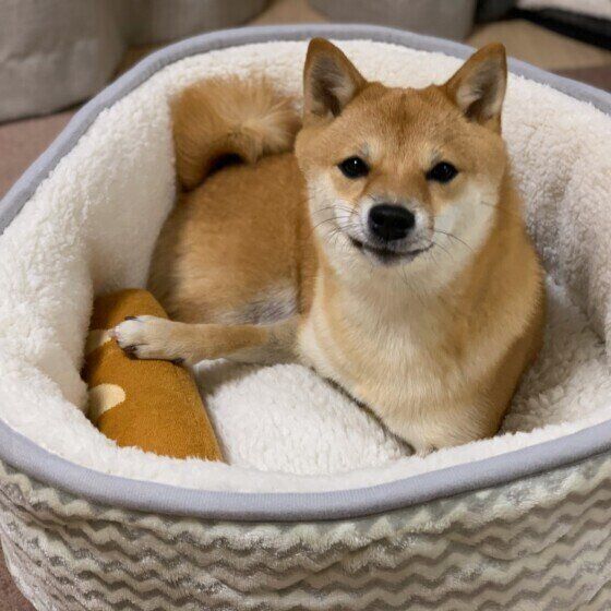 ベッドでくつろぐ柴犬