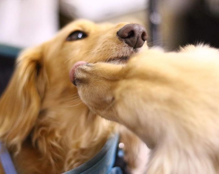 止まらないペロペロ攻撃