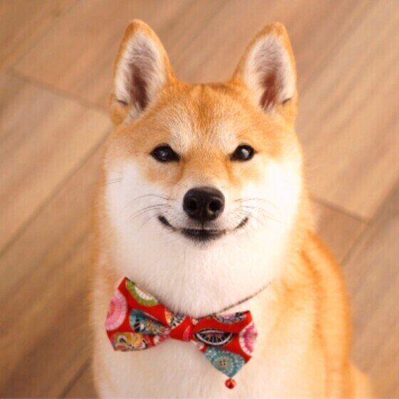 もなかちゃん（柴）