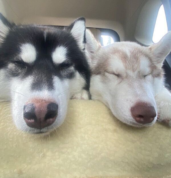 仲良く眠る善丸くん、モニカちゃん