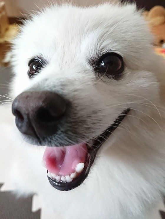 白いポメラニアン