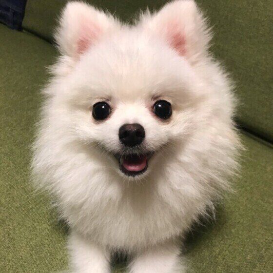 療法食が必要な犬のフード備蓄は？防災対策を考えよう いぬのきもち