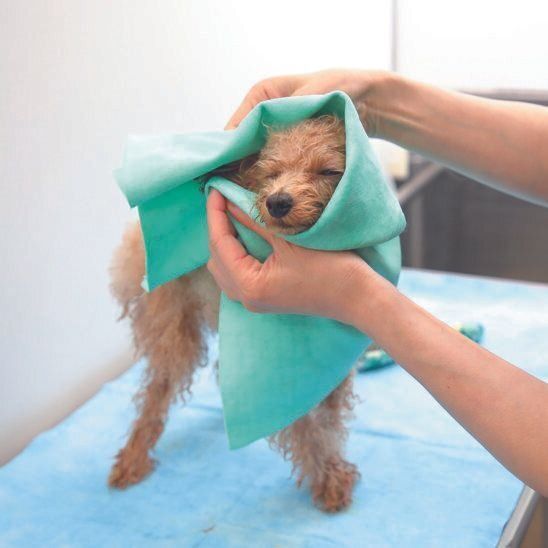 ゴシゴシせず、やさしく押し当ててしっかり吸水を！