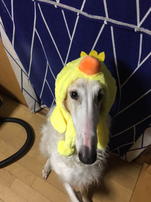 ボルゾイのレモンちゃん