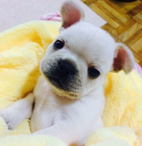 フレンチ・ブルドッグのチロくん