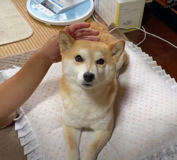カメラ目線の柴犬ハナちゃん